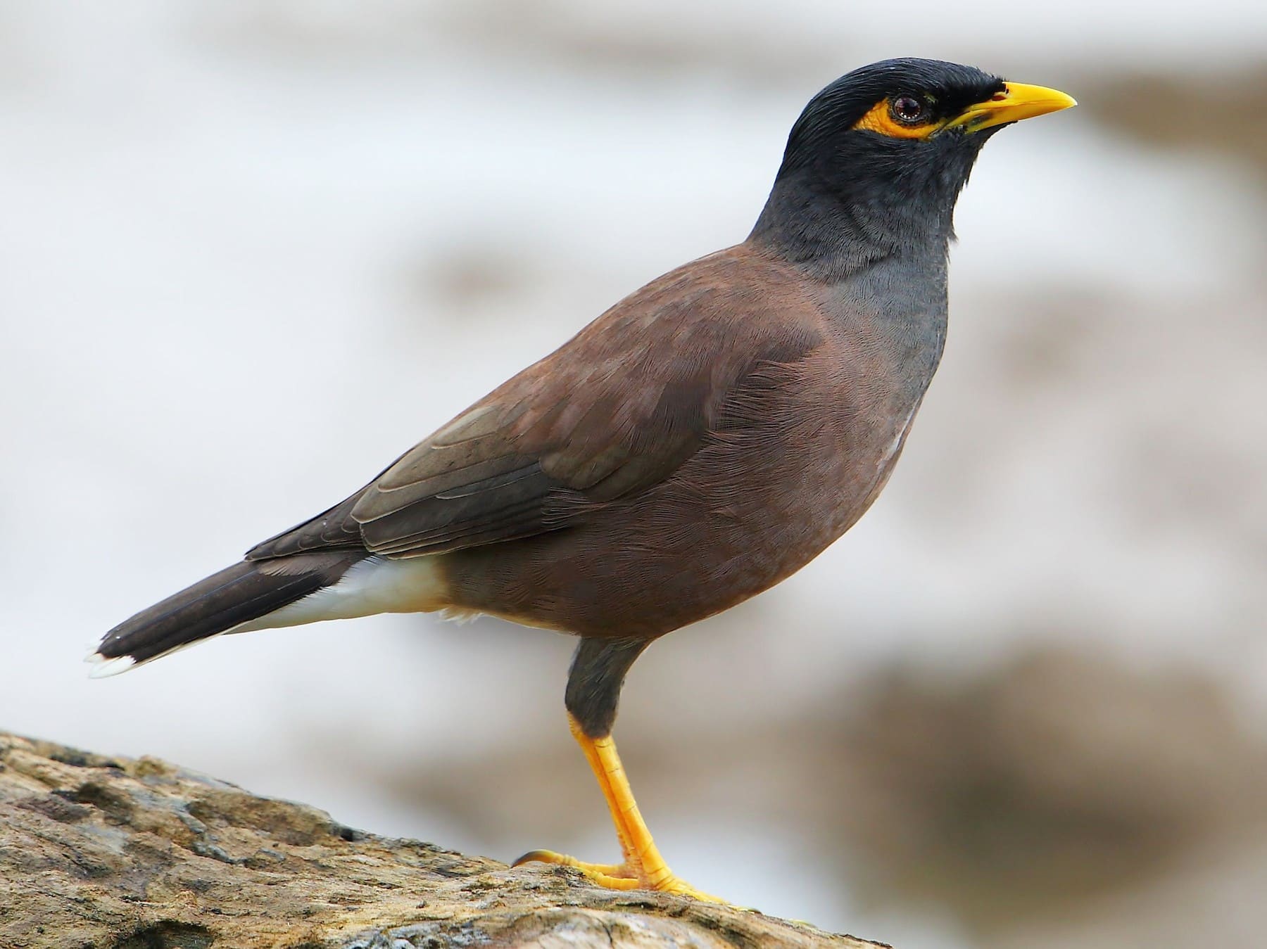 Common Myna